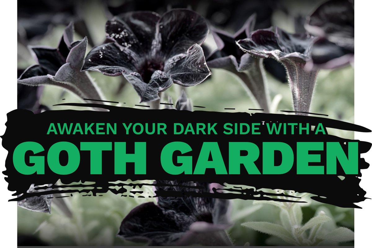 Illustrative image of black petunias with the words Awaken your dark side with a goth garden.