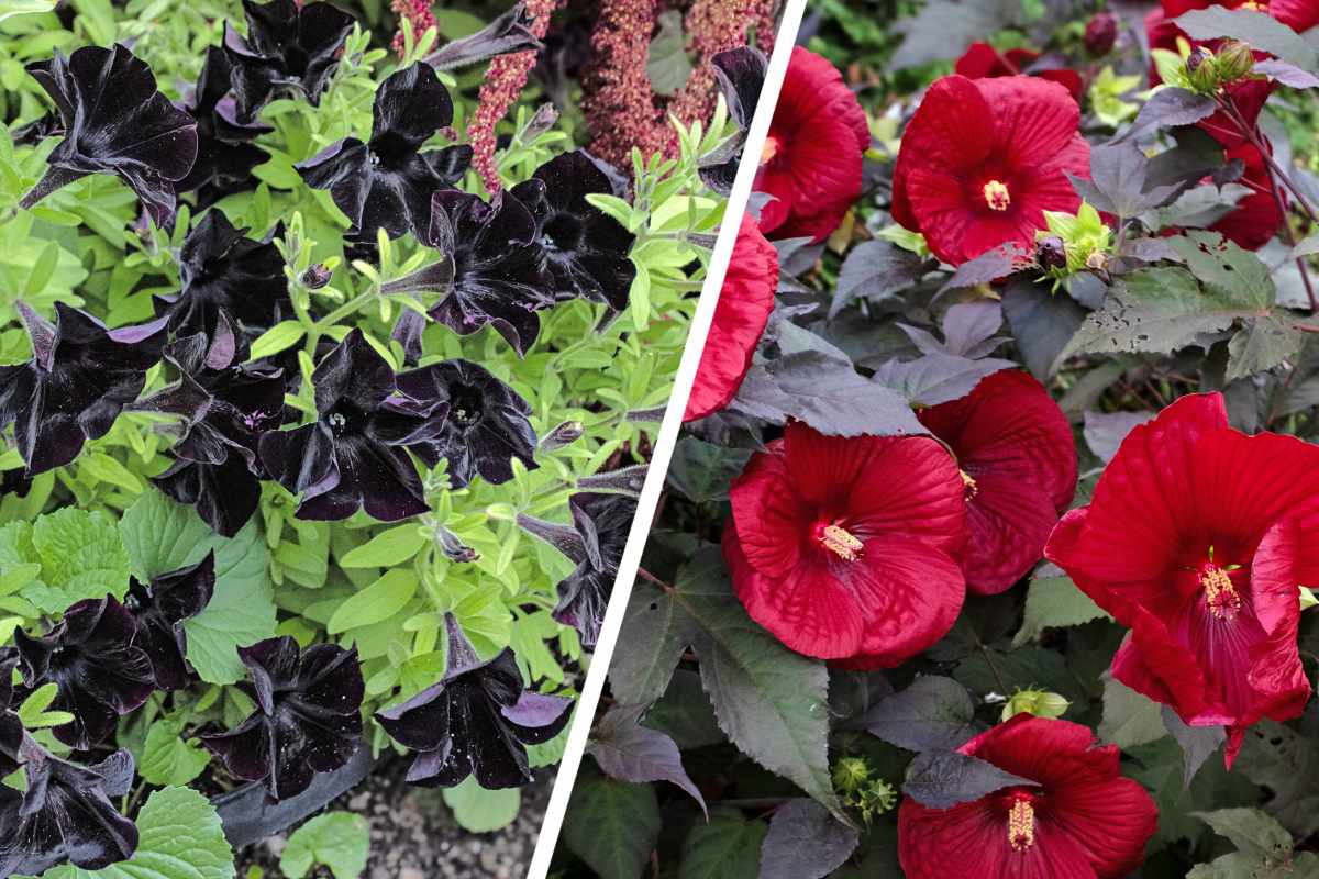 A combined image shows Black Mamba Petunias, left, and Midnight Marvel Hibiscus.