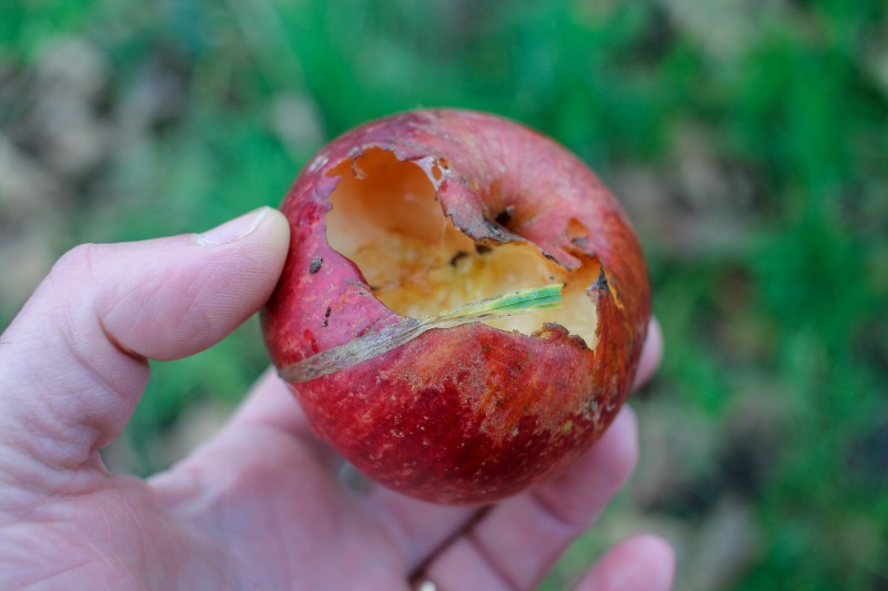 A hand holds a red apple with a large bite or chew marks, showing damage likely caused by a squirrel.
