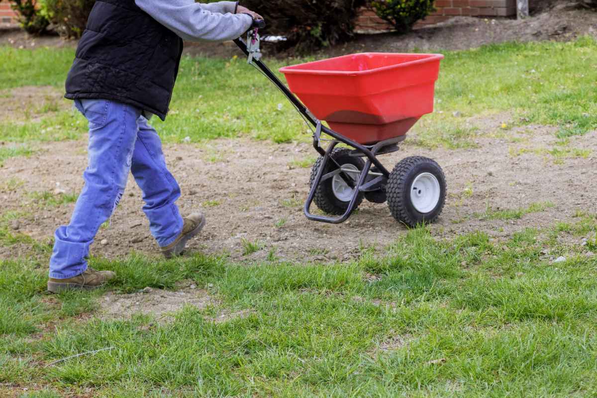 A man dressed for cool weather dormant seeds a patchy lawn in early winter.