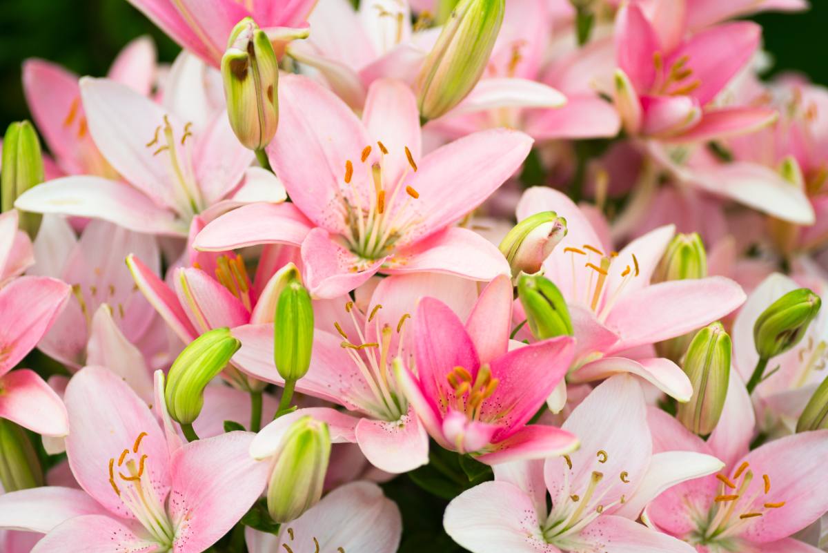 A cluster of pink and white lillies with green blossoms. Lillies are toxic to dogs.