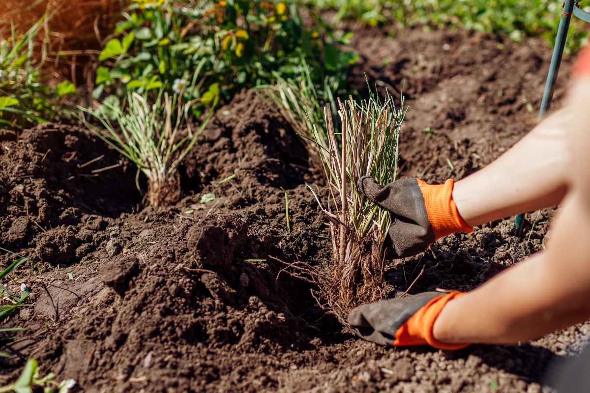 A landscaper plants small, divided ornamental grasses in loose brown dirt.