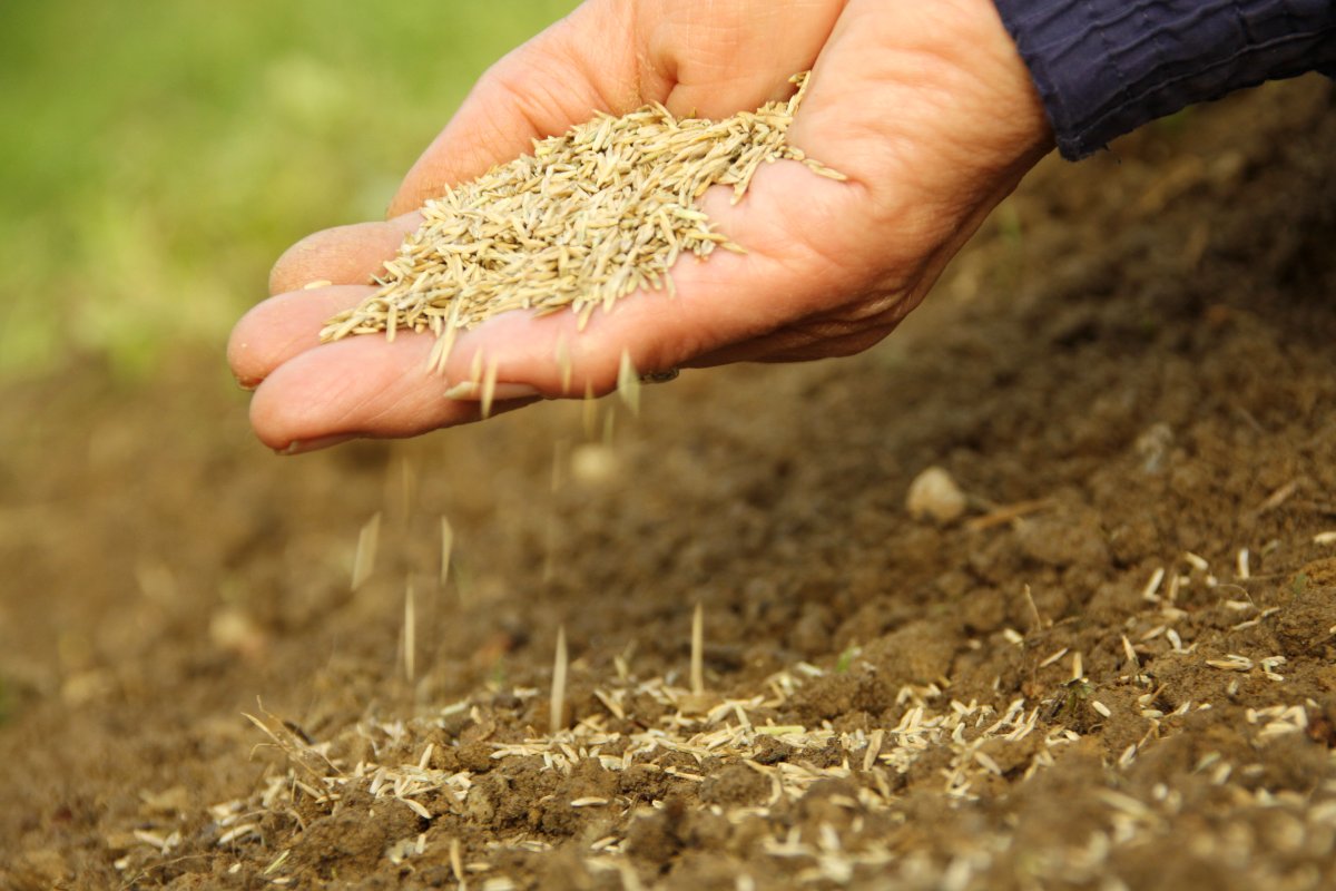 A hand scattering dry grass seeds over freshly prepared soil, illustrating the process of planting and lawn seeding for growth.