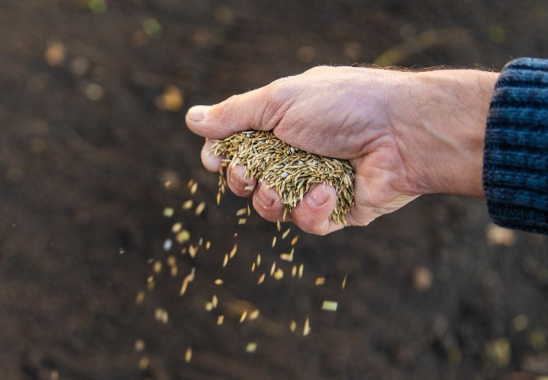 A close-up of a hand scattering grass seeds over dark soil, showing the process of planting and preparing for growth.