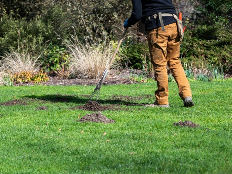 A person is raking a molehill on a green lawn with several other dirt mounds visible.