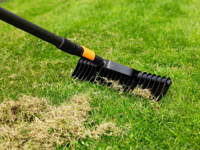 scarifying lawn with scarifier rake. dead grass removal.