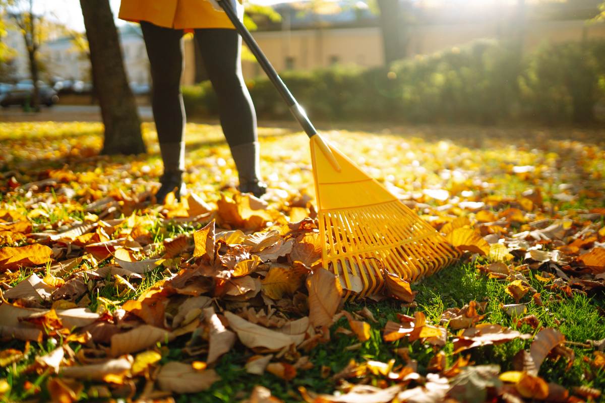 Person raking colorful autumn leaves on a sunny day in the yard, cleaning fallen foliage with a bright yellow plastic rake.