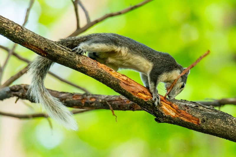 A squirrel chews and strips bark from a tree branch, exposing the inner wood, surrounded by green blurred forest background.