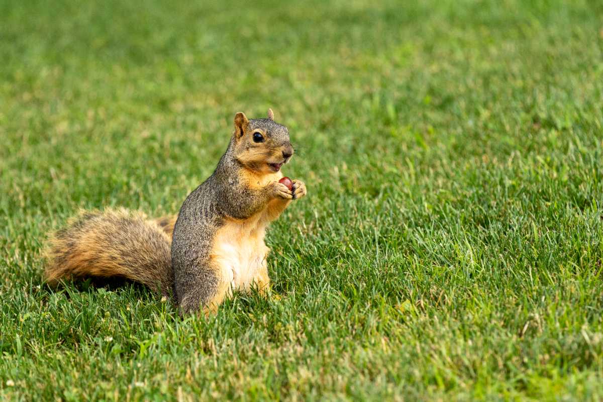 A brown squirrel stands on a green lawn and eats a nut.