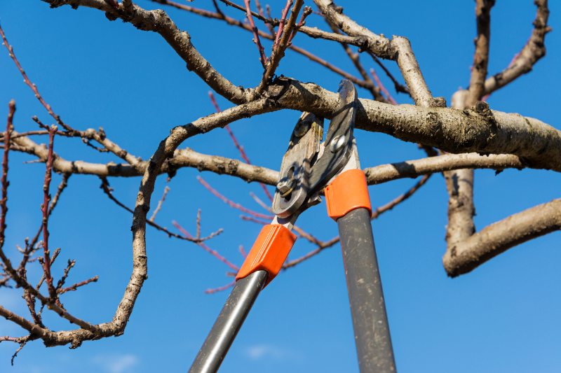 Close-up of pruning shears cutting a tree branch against a clear blue sky during seasonal tree maintenance or garden trimming.