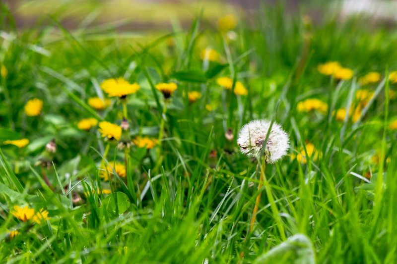 Close-up of green grass with blooming yellow dandelions and one white seed head, showing common lawn weeds competing with turf.