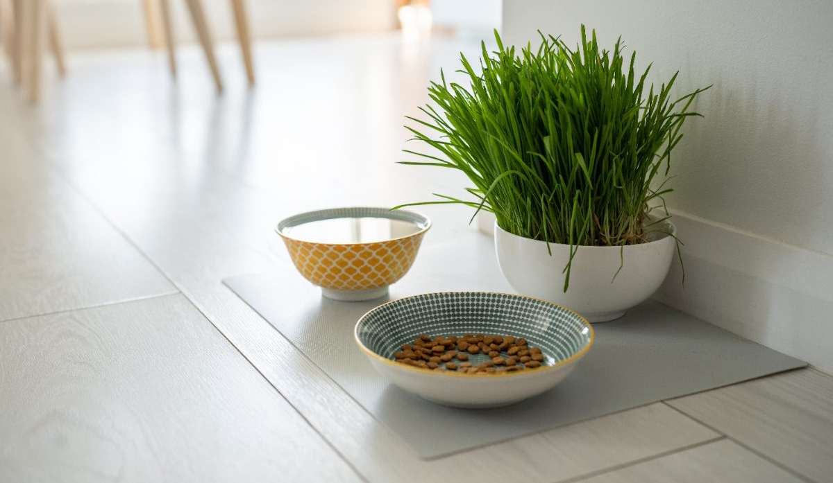 A bowl of wheatgrass grows next to a dog's water and food bowl in a house.