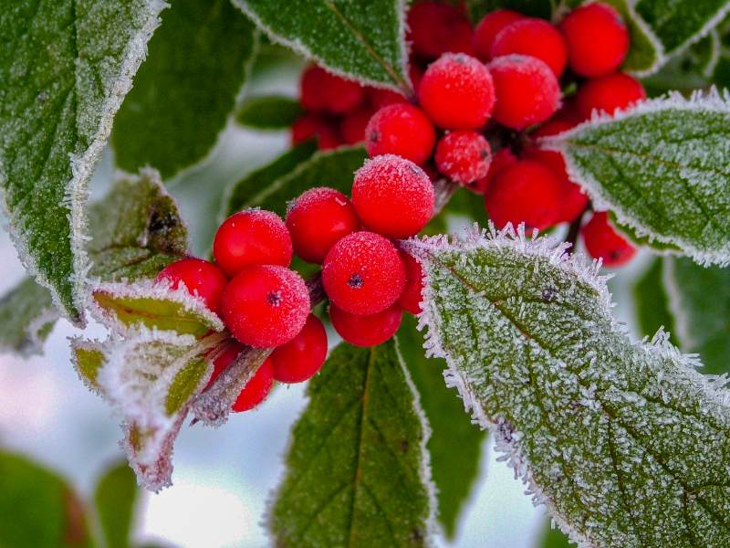 Close-up of bright red berries and green leaves covered in frost, showing delicate ice crystals highlighting the texture of the foliage.