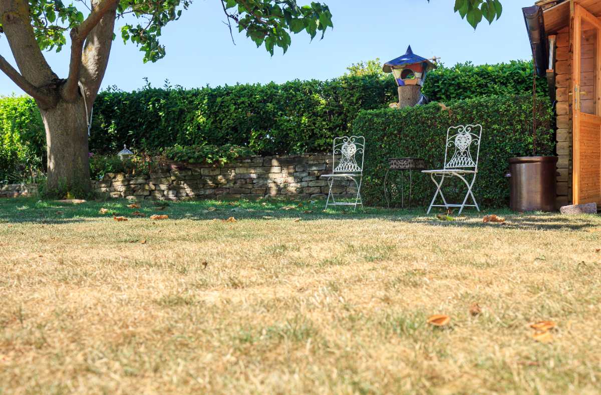 Dry, yellow lawn in a backyard with trees and chairs, showing signs of sulfur deficiency and poor grass health.