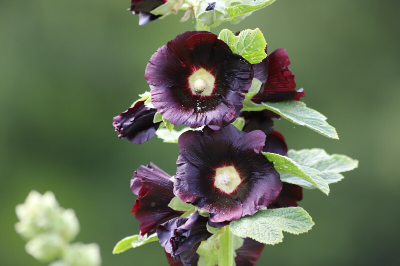 ‘Blacknight’ hollyhock blossoms stand tall against soft green foliage and a blurred background