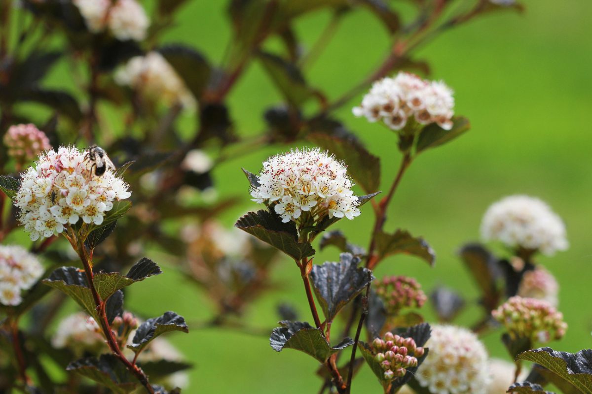 Clusters of delicate white ‘Summer Wine’ Ninebark flowers bloom above deep burgundy foliage against a bright green background.
