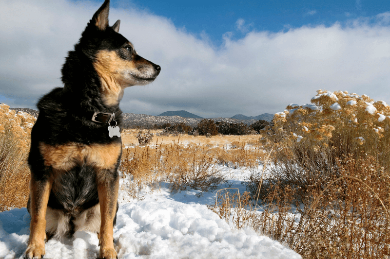 Black dog in the snow with mountains in the background, Santa Fe, Mexico
