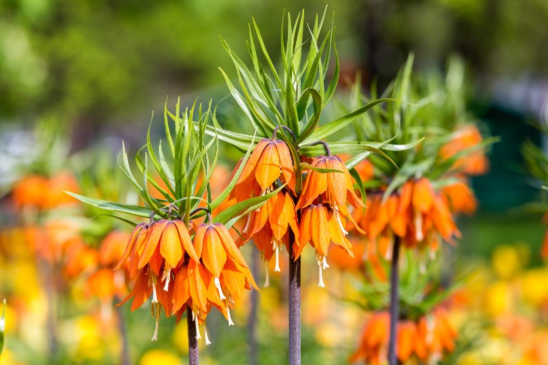 Tall orange crown imperial flowers with drooping bell-shaped blooms and spiky green tops standing brightly in a colorful spring garden.