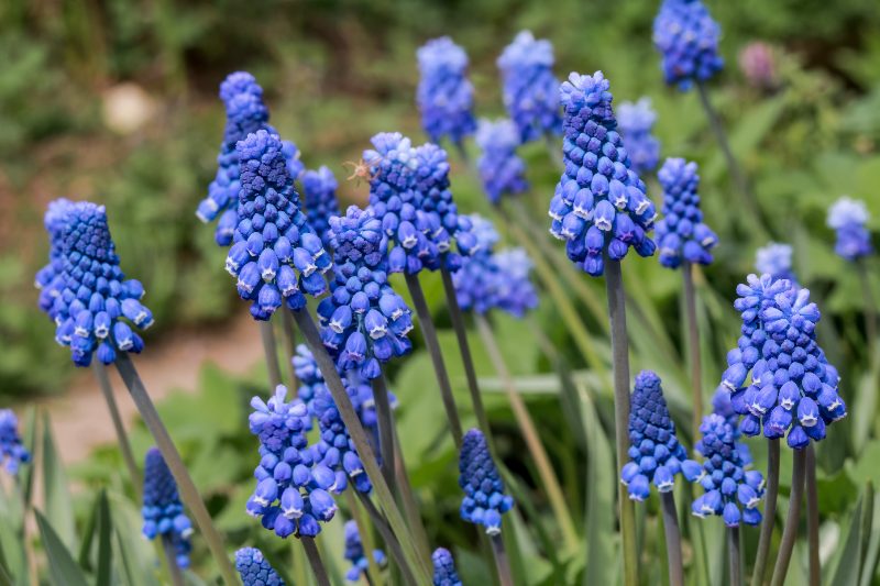 Clusters of bright blue grape hyacinth flowers blooming on tall stems in a garden, surrounded by green foliage during springtime.