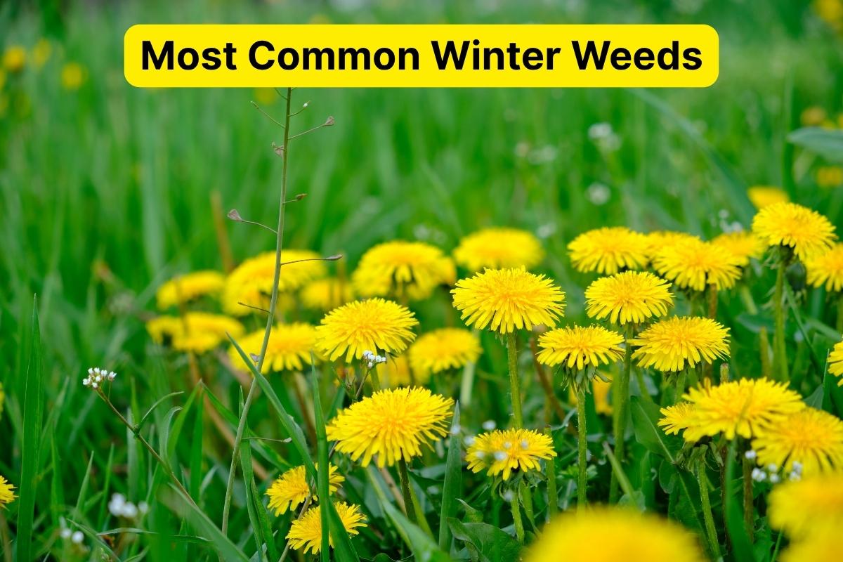 Bright yellow dandelions blooming across a green grassy field with a tall shepherds purse stem rising among them under soft sunlight.