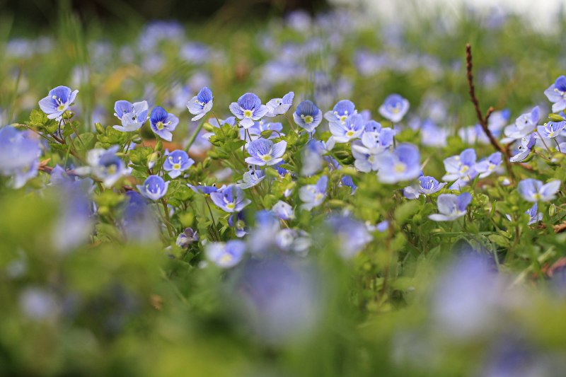 Dense patch of tiny Persian Speedwell flowers with white centers covering the ground, creating a soft colorful field surrounded by green foliage in spring.
