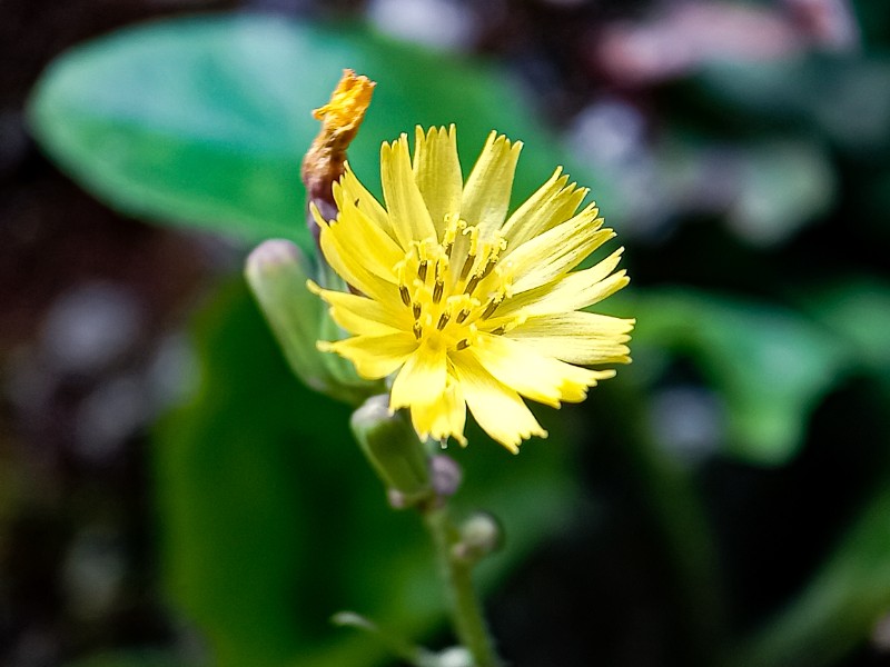 Prickly Lettuce narrow petals in sharp focus, rising from green stems and leaves against a softly blurred natural background outdoors.