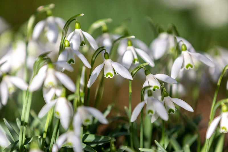 Delicate white snowdrop flowers with green accents hanging gracefully from slender stems in early spring sunlight.