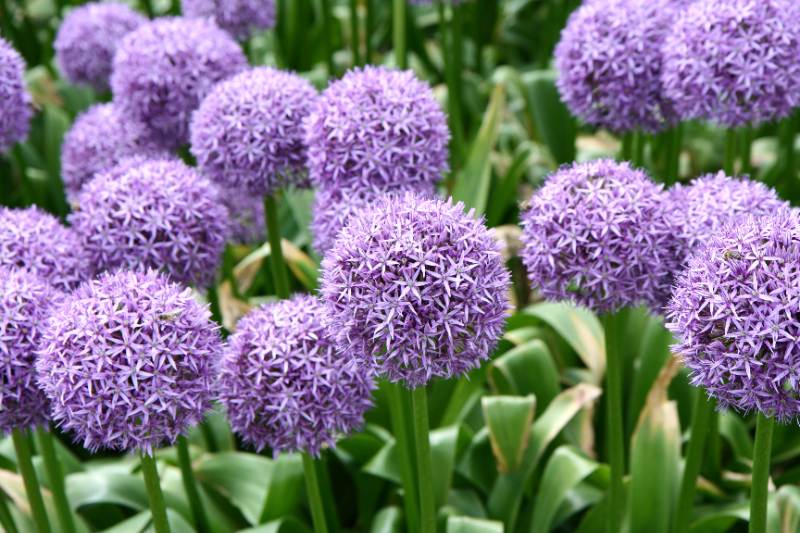 Purple allium flowers bloom in dense spherical clusters above green leaves, creating a vibrant garden scene full of texture beauty.