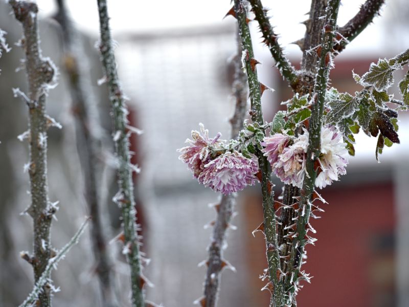 A close-up of frost-covered pink chrysanthemum flowers, showcasing the plant's ability to handle light frost well.