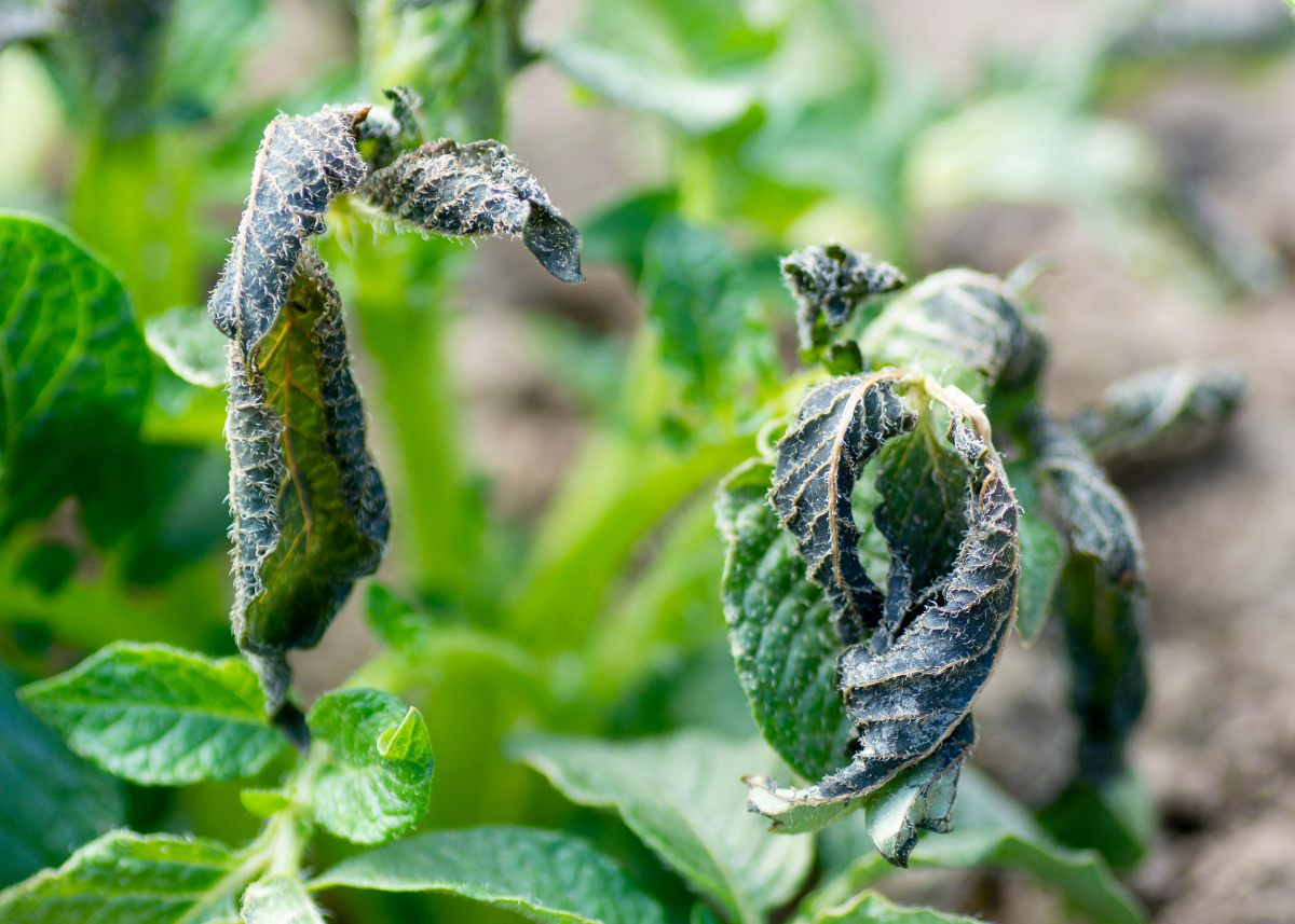 Close-up of potato plant leaves damaged by frost, showing blackened, curled, and wilted foliage against a background of healthy green leaves.