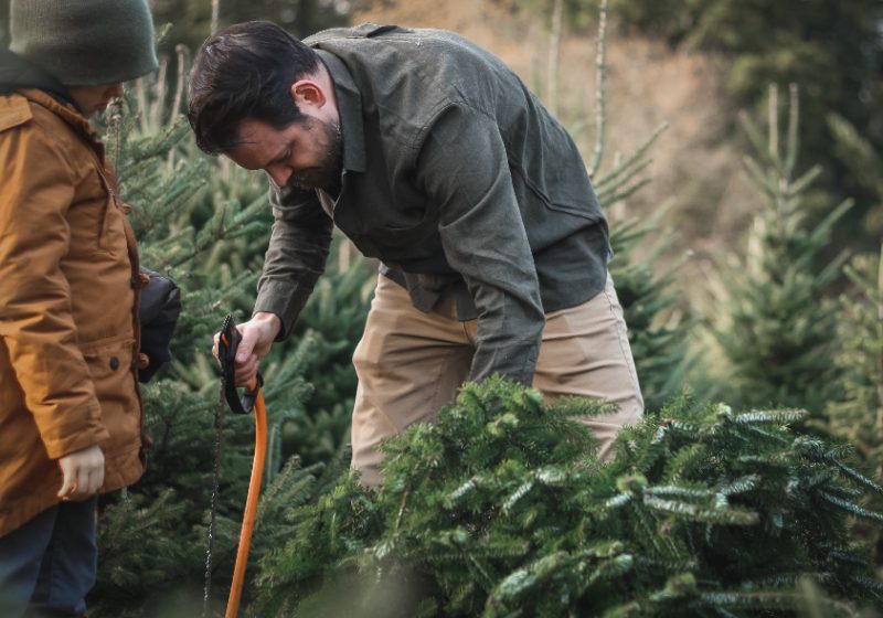 Father cutting down a fresh Christmas tree at a tree farm while his child watches, preparing to bring home a real holiday tree.