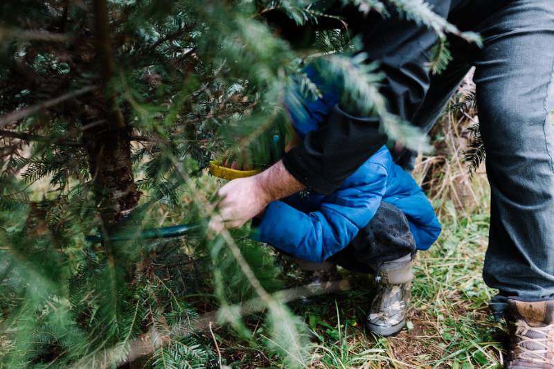 Father and child crouched under a Christmas tree using a hand saw together to cut the trunk at a tree farm.