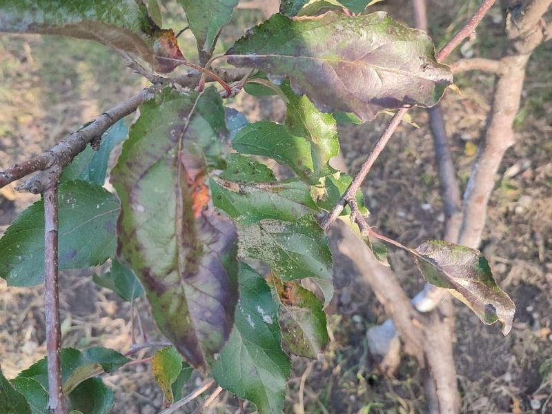 A green plant with leaves showing black and discolored tips and edges from frost injury.