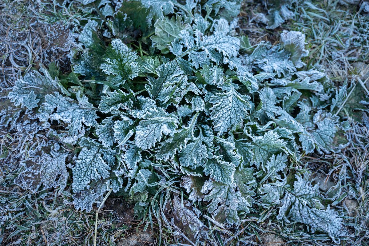 Frost-covered leaves showing discoloration and dark spots, indicating the plant has been damaged by freezing temperatures.