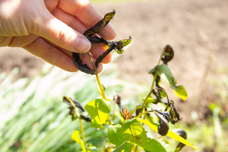 Close-up of a hand holding frost-damaged plant leaves, showing blackened, wilted foliage caused by cold weather and low temperatures.
