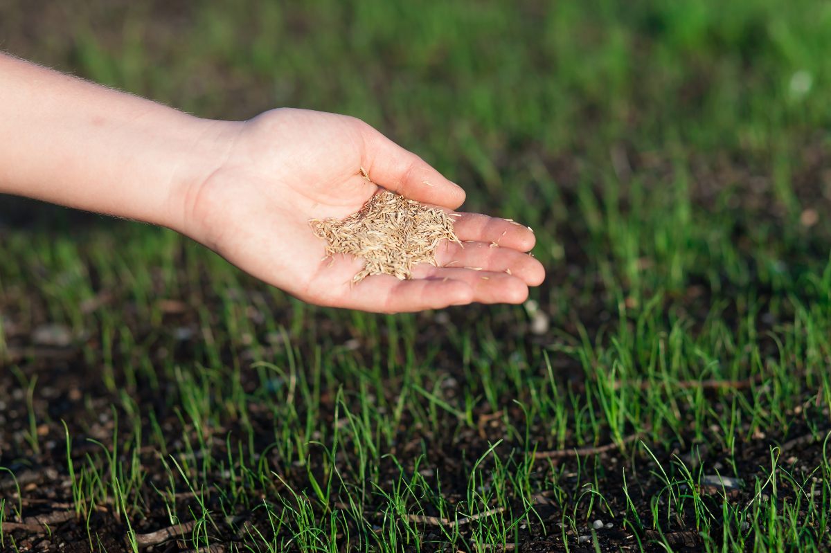 A hand holding seeds above a newly planted lawn