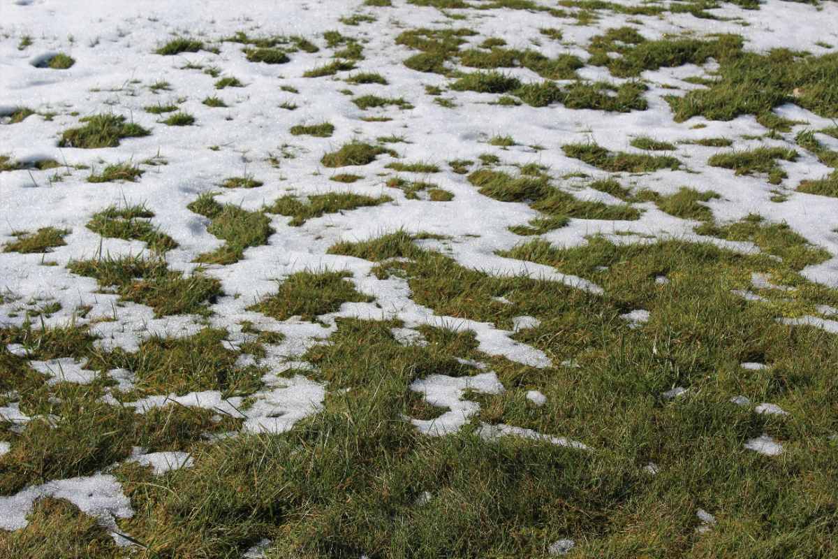 Patchy lawn with melting snow revealing scattered green grass, creating an irregular pattern of white and brownish green across the ground.