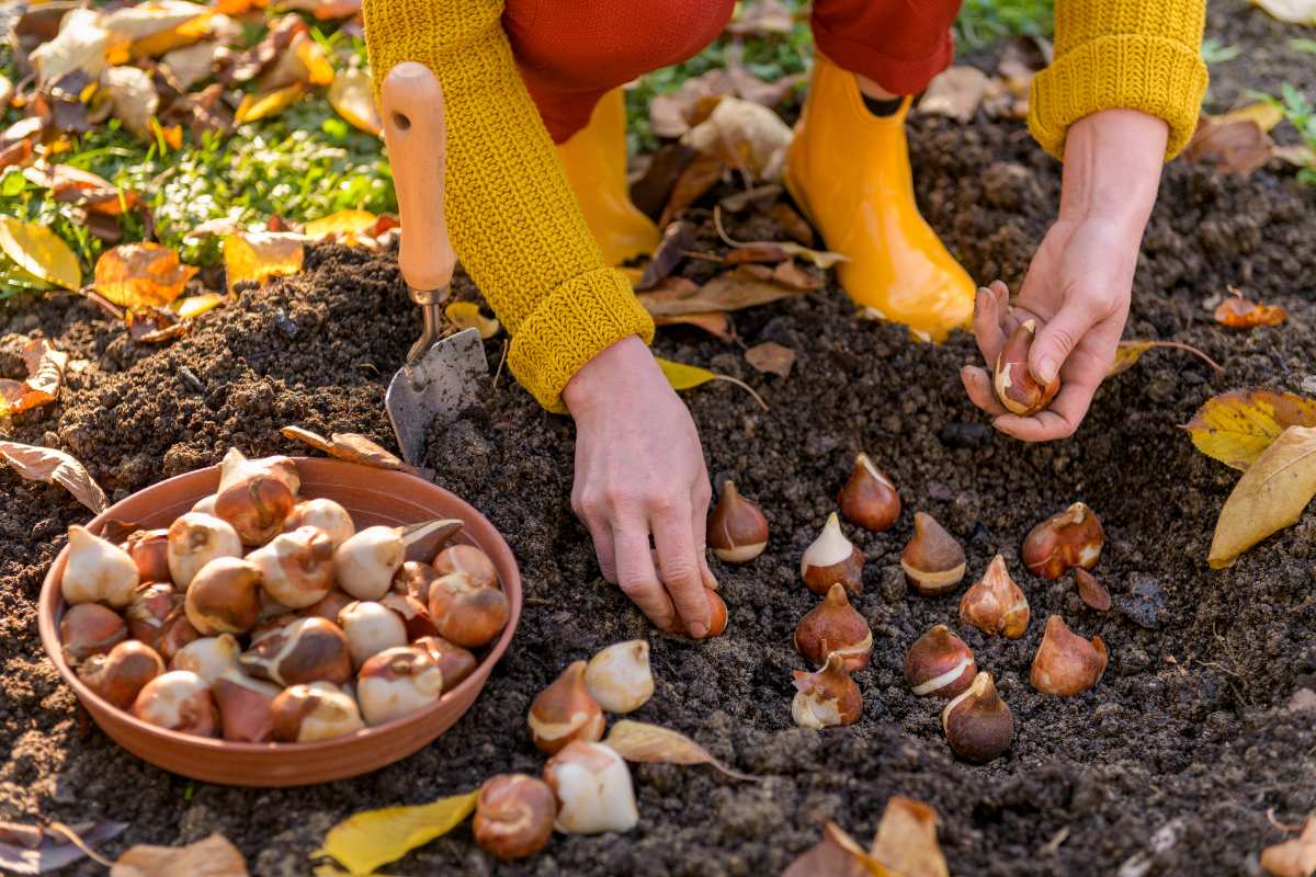 A gardener wearing bright boots and a warm sweater arranges flower bulbs in fresh soil with a bowl of extra bulbs nearby.