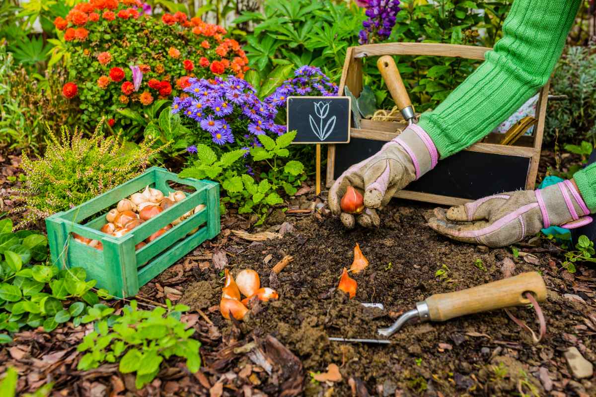 Gardener planting flower bulbs in a garden bed with gloves, tools, and colorful fall plants surrounding a crate filled with bulbs.