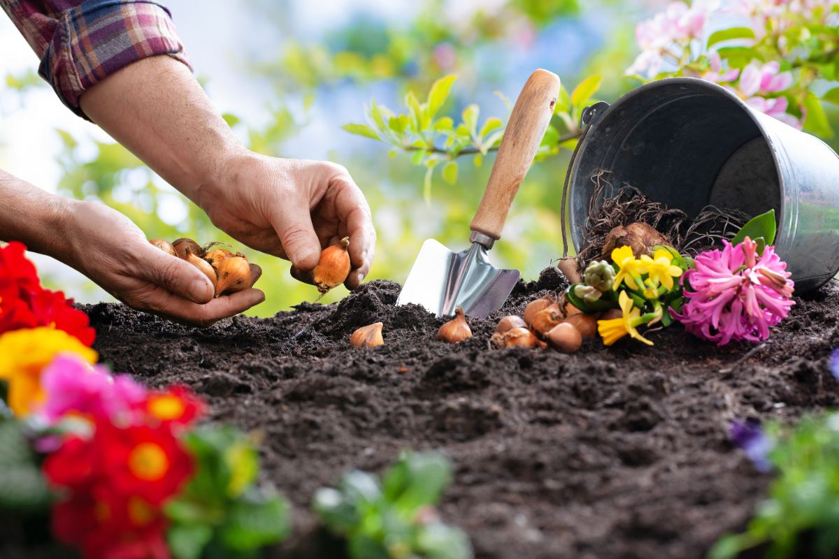 Hands planting flower bulbs in rich garden soil, surrounded by scattered bulbs, blooming flowers, a tipped bucket, and a gardening trowel.