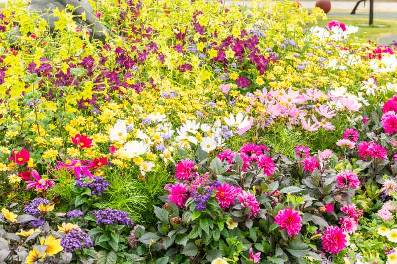 Flower bed packed with colorful blooms planted too close together, showing crowded plants competing for space, airflow, and future healthy growth. 