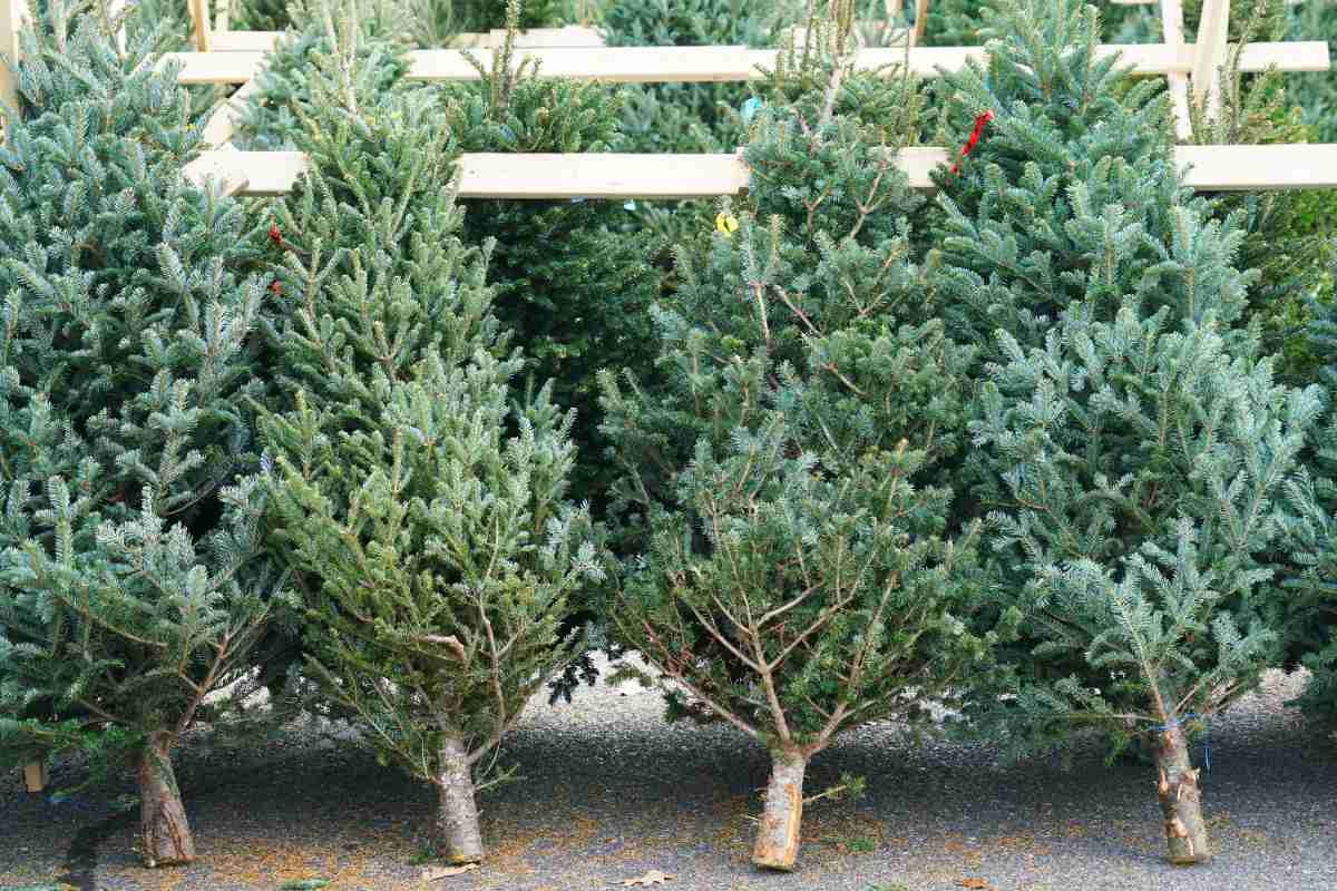 Rows of green, precut Christmas trees sit in an outdoor lot.