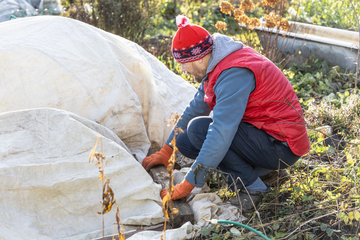 A person in a red vest and winter hat kneels down, securing a large white protective frost blanket around a plant or garden bed.