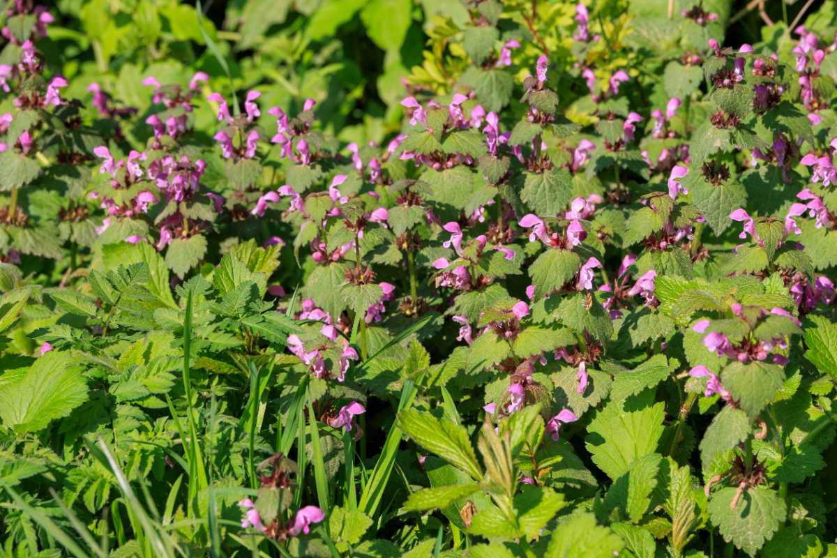 Cluster of purple deadnettle flowers with heart shaped green leaves growing densely among tall grass and surrounding foliage in bright sunlight.