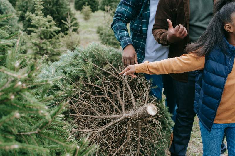 A family at a tree farm examines a freshly cut Christmas tree as a child points at its trunk.