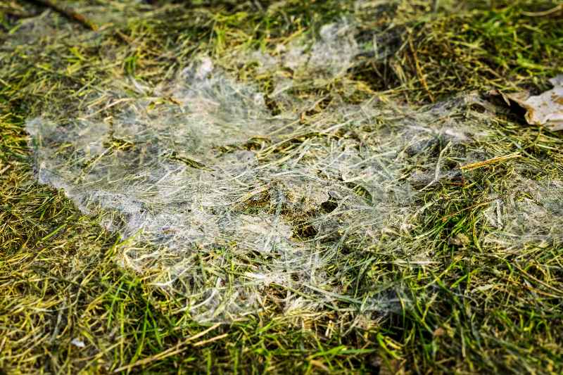 Thin white fungal webbing spread across damp patchy grass creating a matted textured layer over mixed green and brown lawn areas.