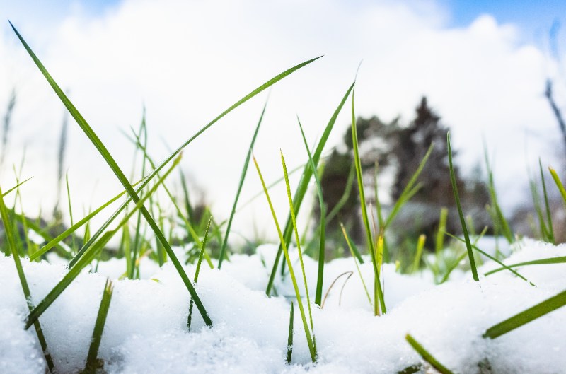 Fresh green grass blades pushing through soft melting snow under a bright sky, showing early signs of spring emerging from winter.