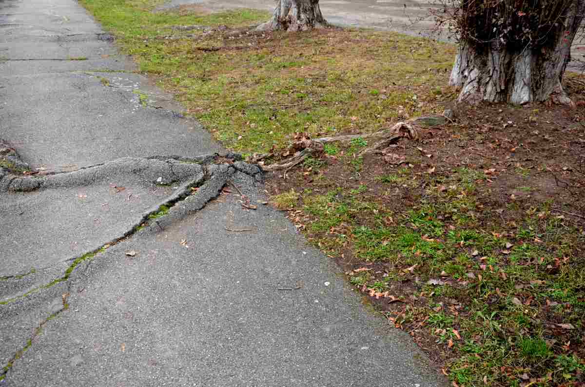 A large tree root grows under a sidewalk and caused cracking because it was planted too close to the sidewalk.