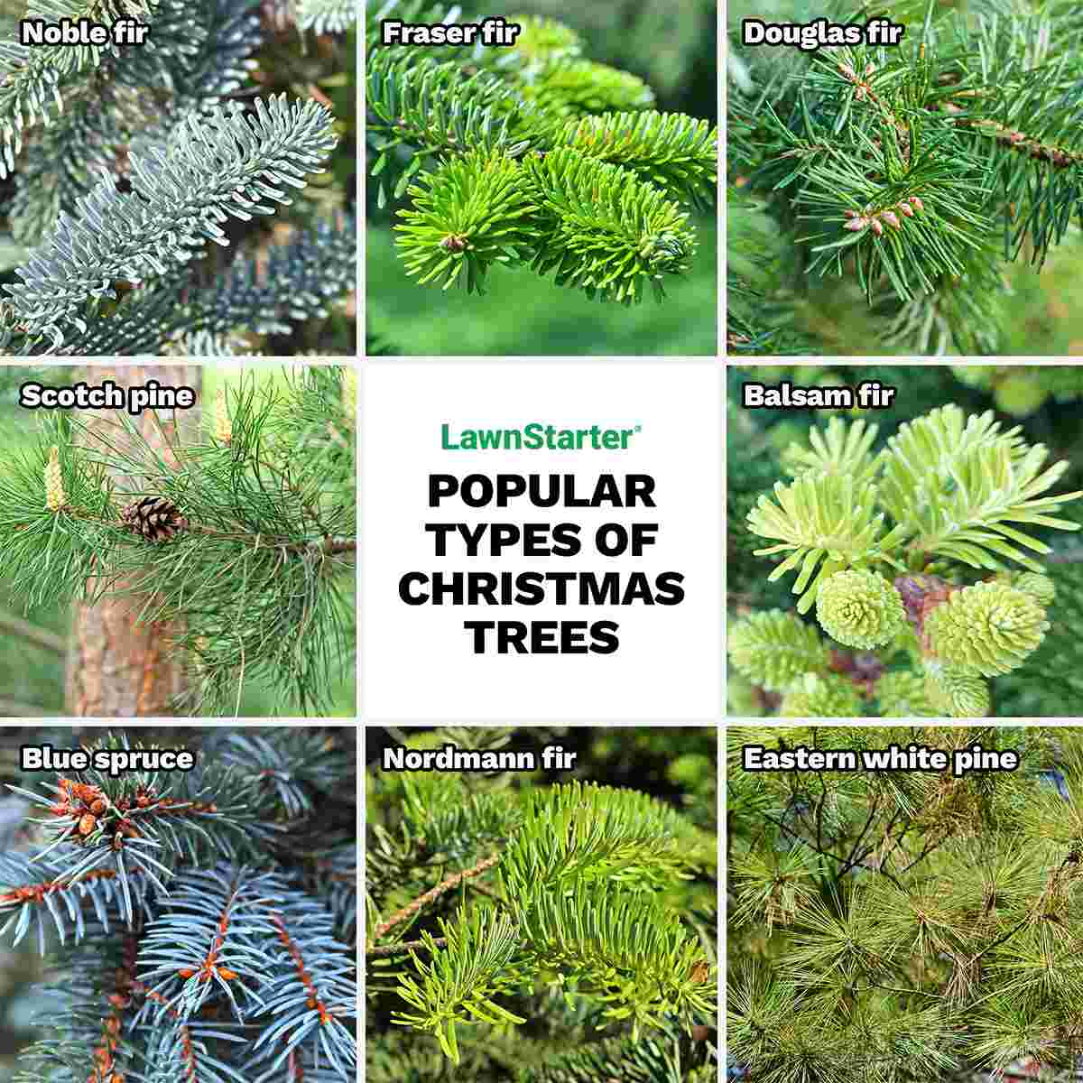 Collage of 8 types of popular Christmas trees: noble fir, fraser fir, douglas fir, Scotch pine, balsam fir, blue spruce, nordmann fir, and Eastern white pine.