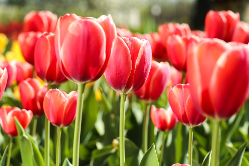 Vibrant pink tulips blooming in a sunlit spring garden, with soft light highlighting their petals and green stems in the background.